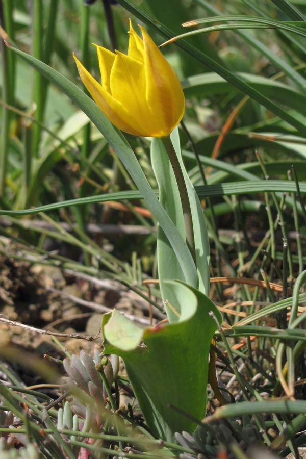 Image of Tulipa suaveolens specimen.