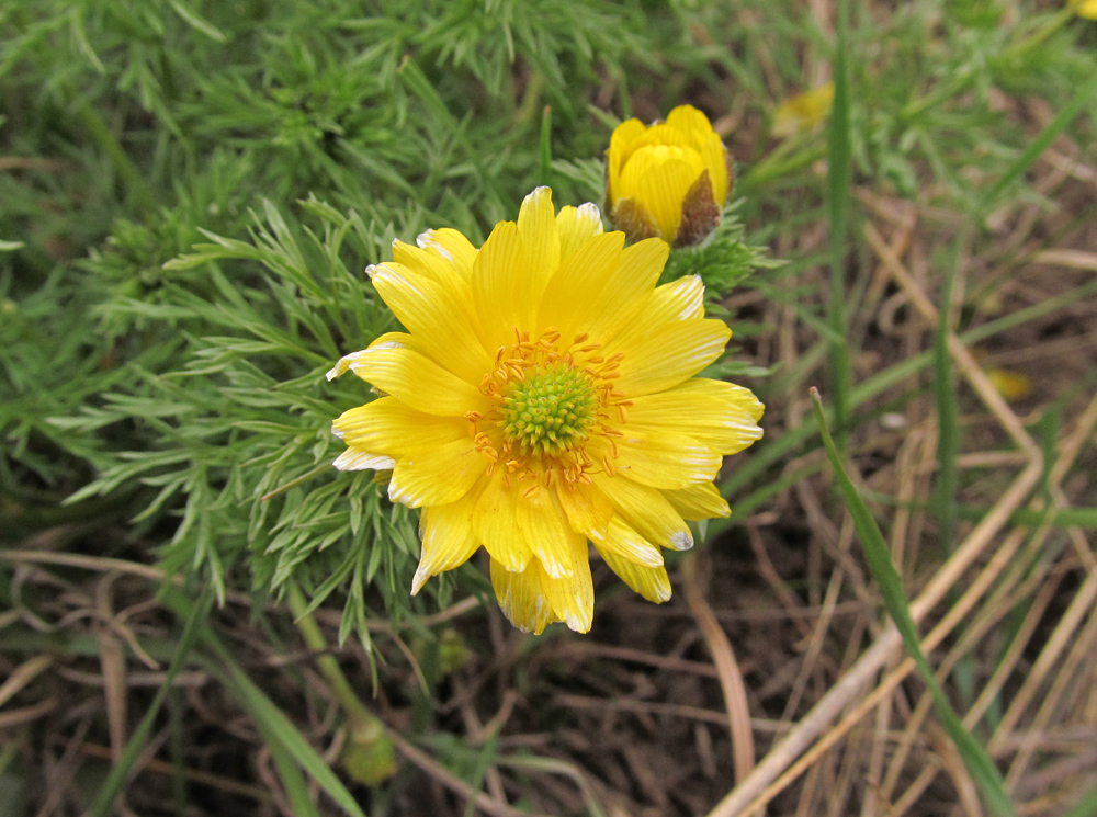 Image of Adonis volgensis specimen.