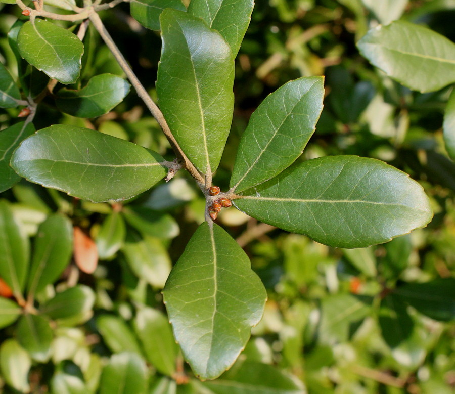 Изображение особи Quercus phillyreoides.