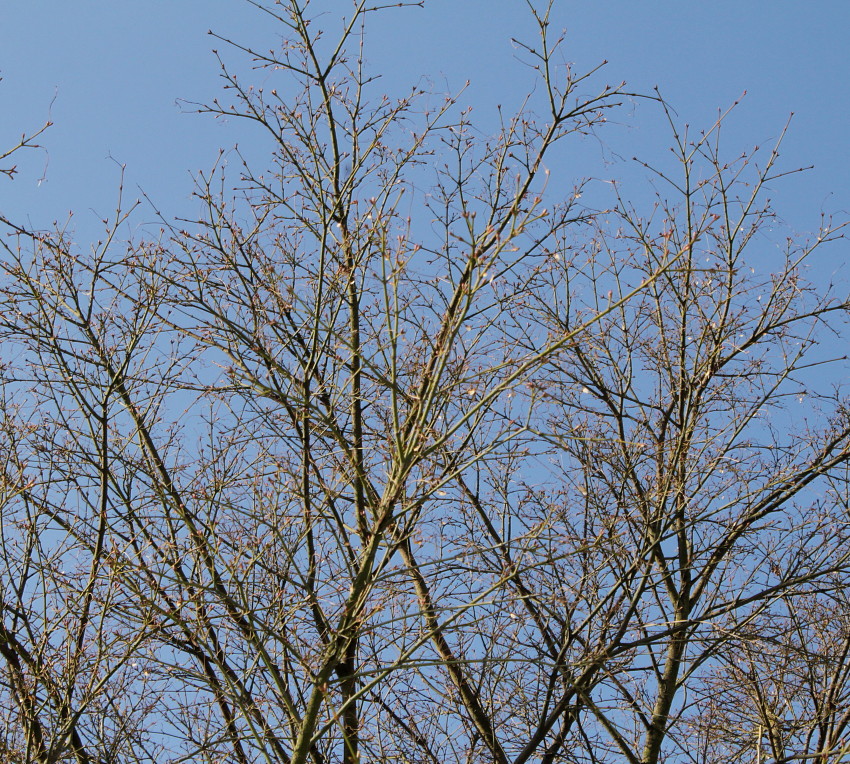 Image of Acer palmatum specimen.