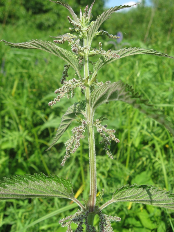 Image of Urtica galeopsifolia specimen.