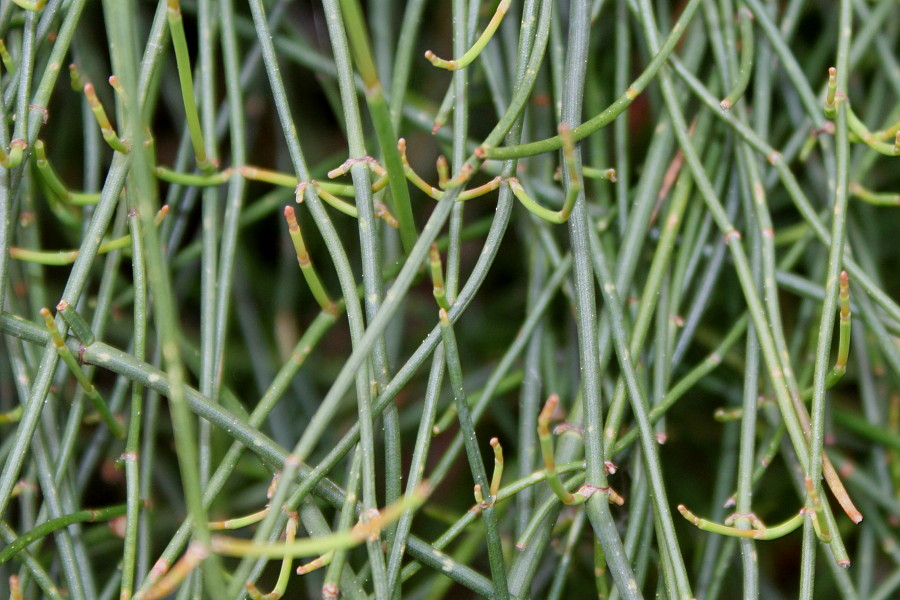 Изображение особи Ephedra fragilis.