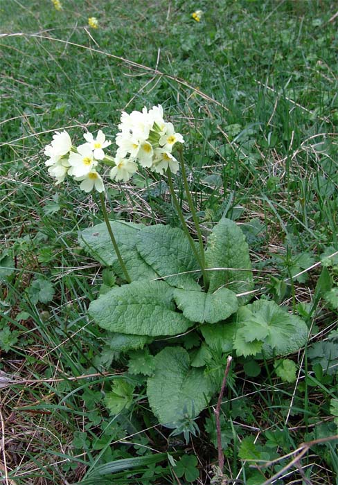 Image of Primula cordifolia specimen.