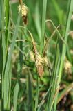 Carex pendula. Верхушка побега с соцветиями. Краснодарский край, окр. пос. Мезмай, Гуамское ущелье. 01.05.2014.