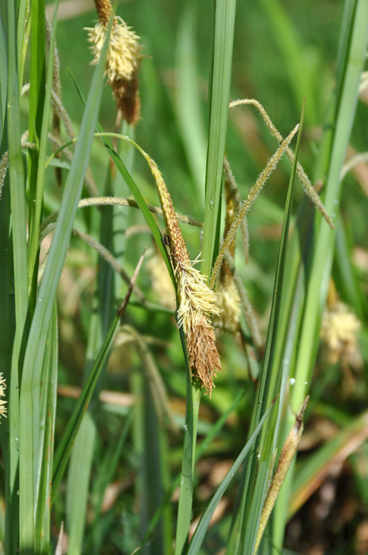 Image of Carex pendula specimen.