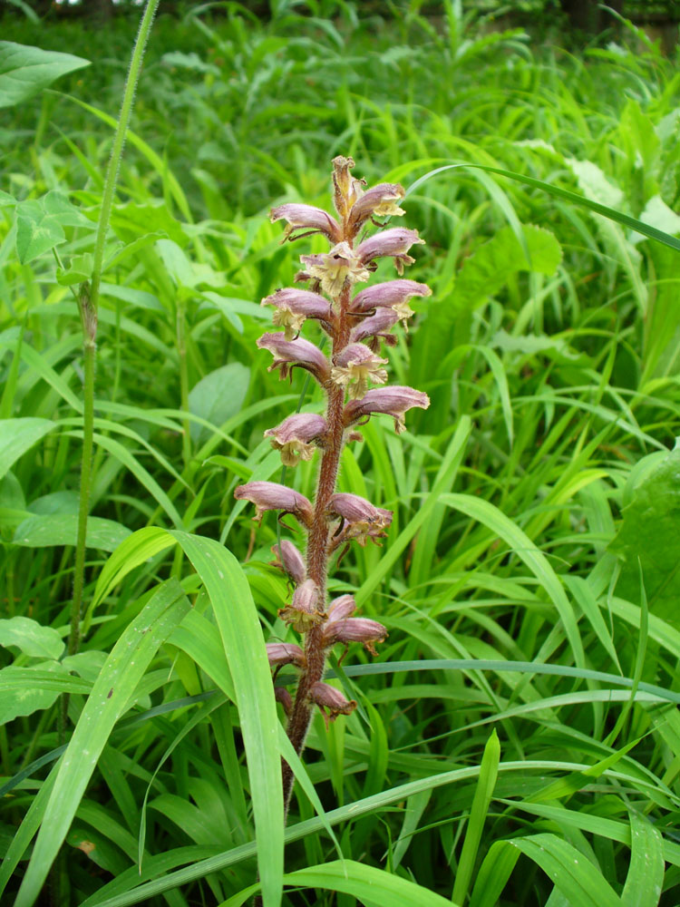 Изображение особи Orobanche pubescens.