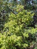 Carpinus orientalis. Плодоносящее растение. Южный берег Крыма, окр. Алушты, шибляк на склоне приморского холма. 22 августа 2013 г.