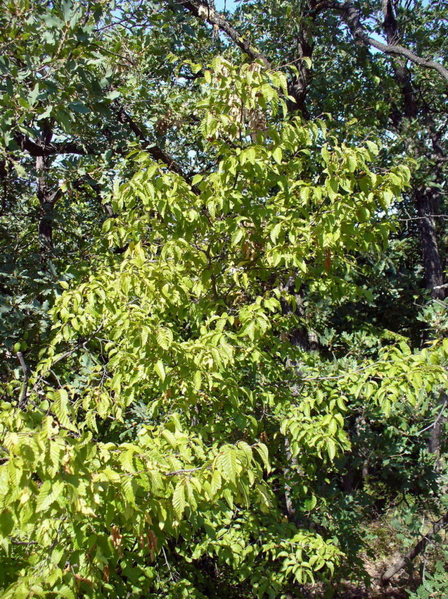 Изображение особи Carpinus orientalis.