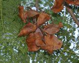 Jacaranda mimosifolia