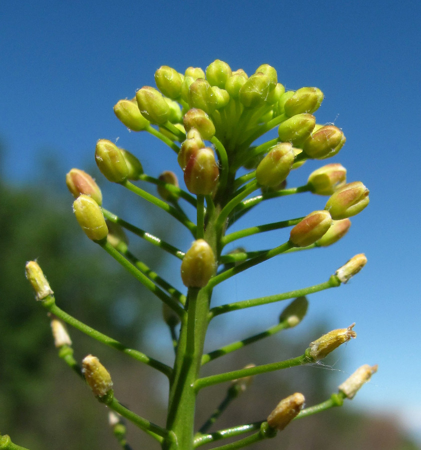 Image of Camelina microcarpa specimen.