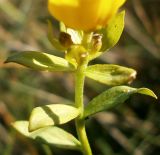 Haplophyllum suaveolens