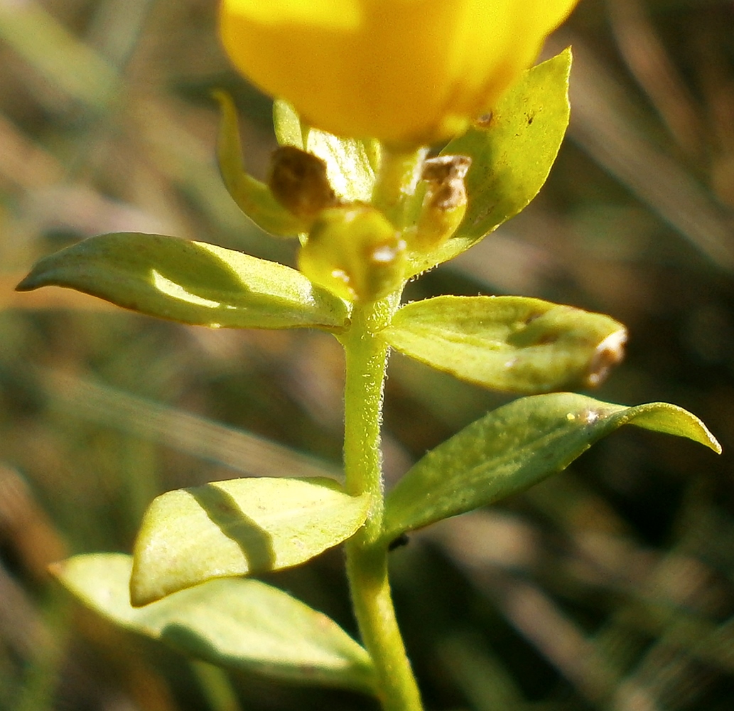 Image of Haplophyllum suaveolens specimen.