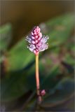 Persicaria amphibia