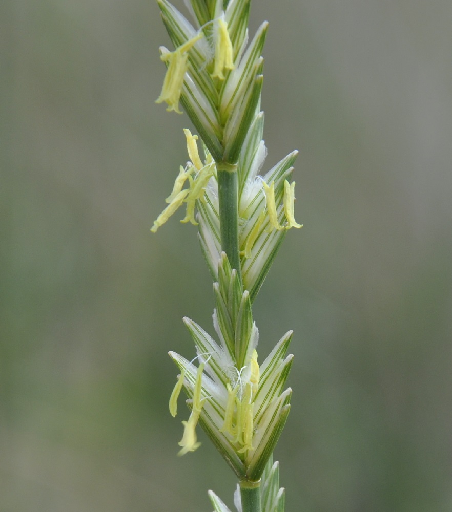 Изображение особи Elytrigia juncea.