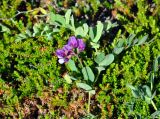 Lathyrus japonicus подвид pubescens. Верхушка побега с соцветием. Соловецкие острова, остров Большой Заяцкий. 07.07.2014.