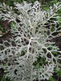 Senecio cineraria