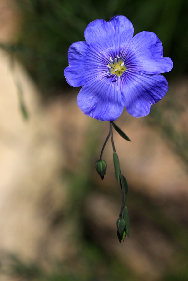 Image of genus Linum specimen.