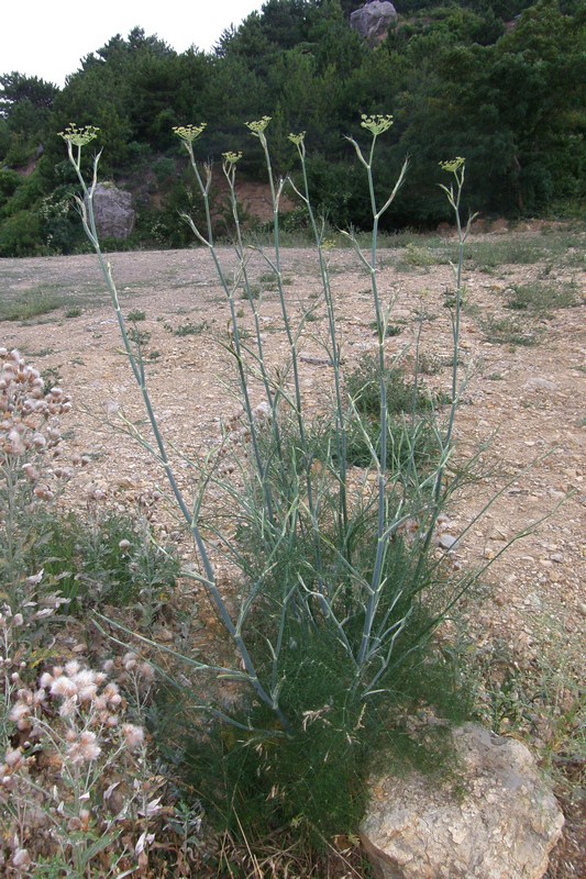 Изображение особи Foeniculum vulgare.