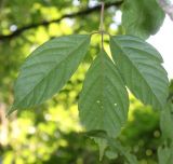 Acer cissifolium