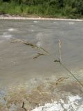 Festuca arundinacea