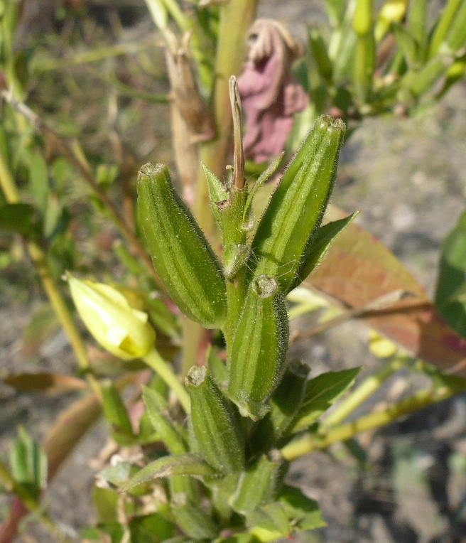 Изображение особи Oenothera biennis.