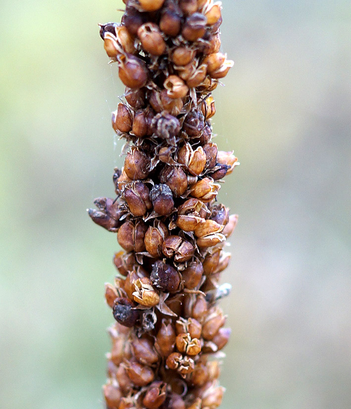 Image of Veronicastrum sibiricum specimen.