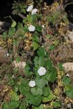 Ipomoea purpurea. Цветущее растение. Крым, Севастополь, Северная сторона, ручей с рудеральной растительностью возле пляжа. 05.10.2014.