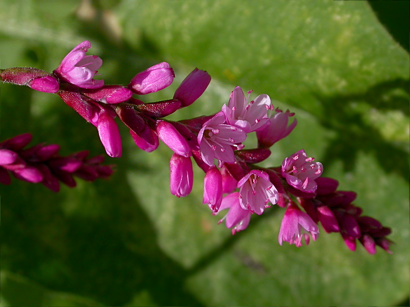 Изображение особи Persicaria orientalis.