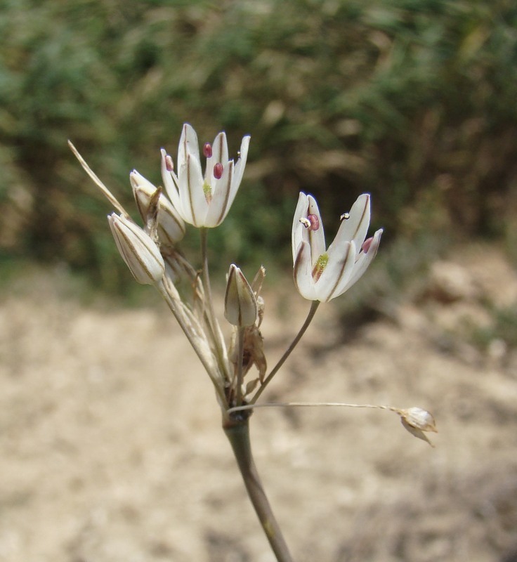 Image of Allium moschatum specimen.