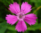 Dianthus deltoides