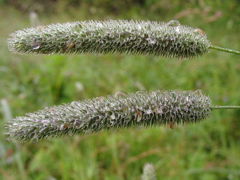 Image of Phleum pratense specimen.