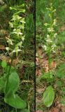 Platanthera chlorantha. Цветущие растения. ФРГ, Тюрингия, окрестности Йены. Май 2007 г.