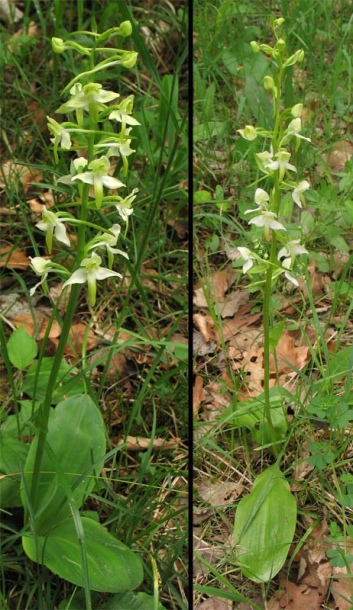 Изображение особи Platanthera chlorantha.