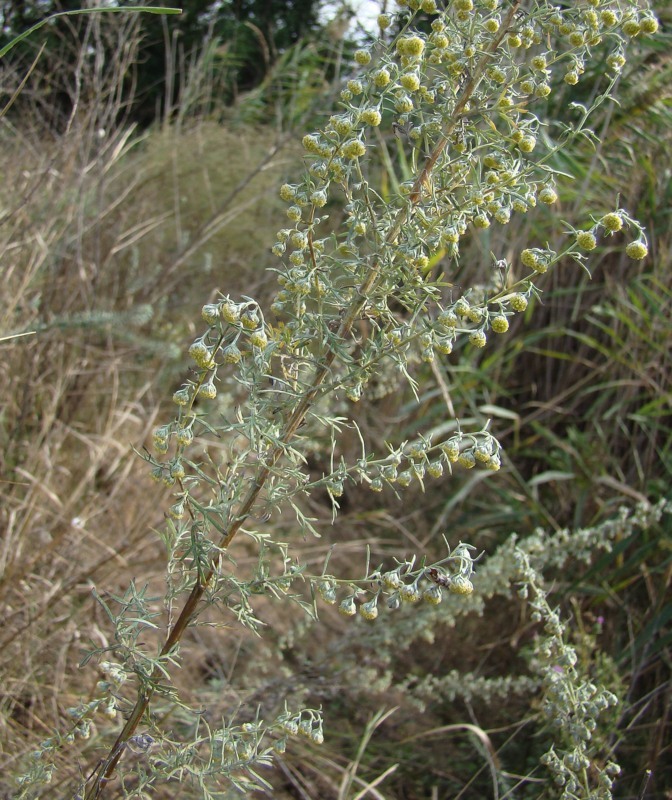 Изображение особи Artemisia pontica.