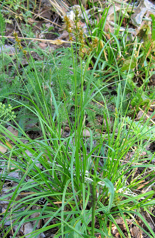 Image of Carex muricata specimen.