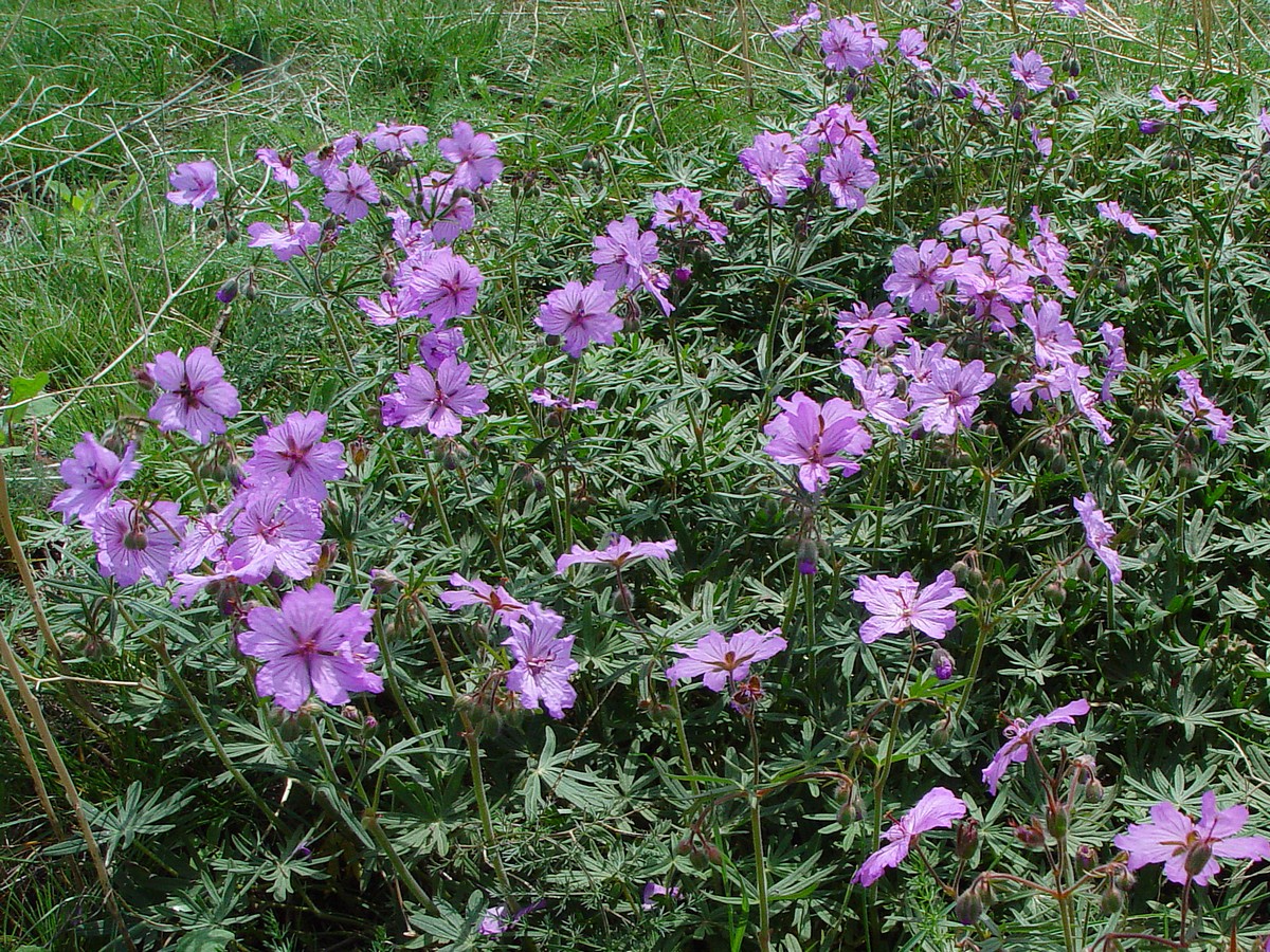 Image of Geranium transversale specimen.