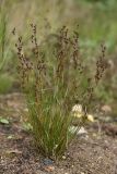 Juncus compressus