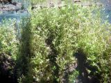 genus Callitriche