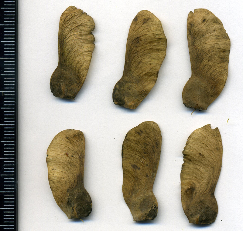 Image of Acer campestre specimen.