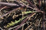 Verbascum pinnatifidum. Основание побега с нижними листьями. Крым, Арабатская стрелка. 24.07.2009.