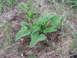 Phlomoides tuberosa. Вегетирующее растение. Тамбовская обл., Петровский р-н, дер. Новая Васильевка, разнотравный луг. 04.05.2015.