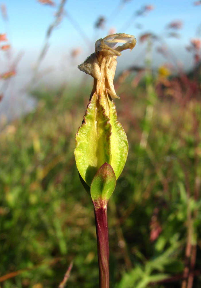 Image of Gentiana verna specimen.