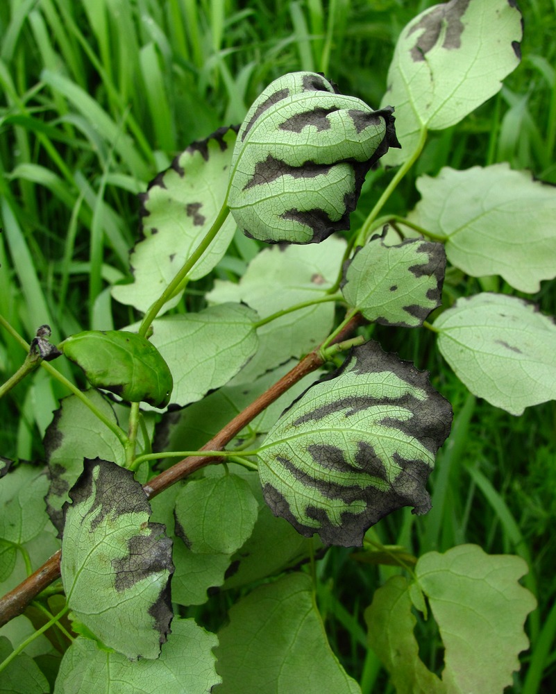 Изображение особи Populus tremula.