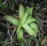 Pinguicula vulgaris. Розетки листьев. Украина, Волынская обл., Ковельский р-н, заказник \"Любче\". 19 июля 2007 г.