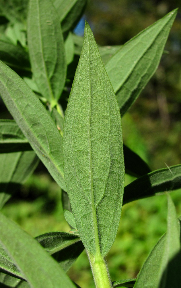 Изображение особи род Solidago.