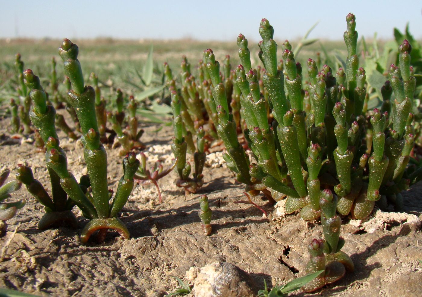 Изображение особи Salicornia perennans.