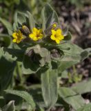 Alkanna orientalis