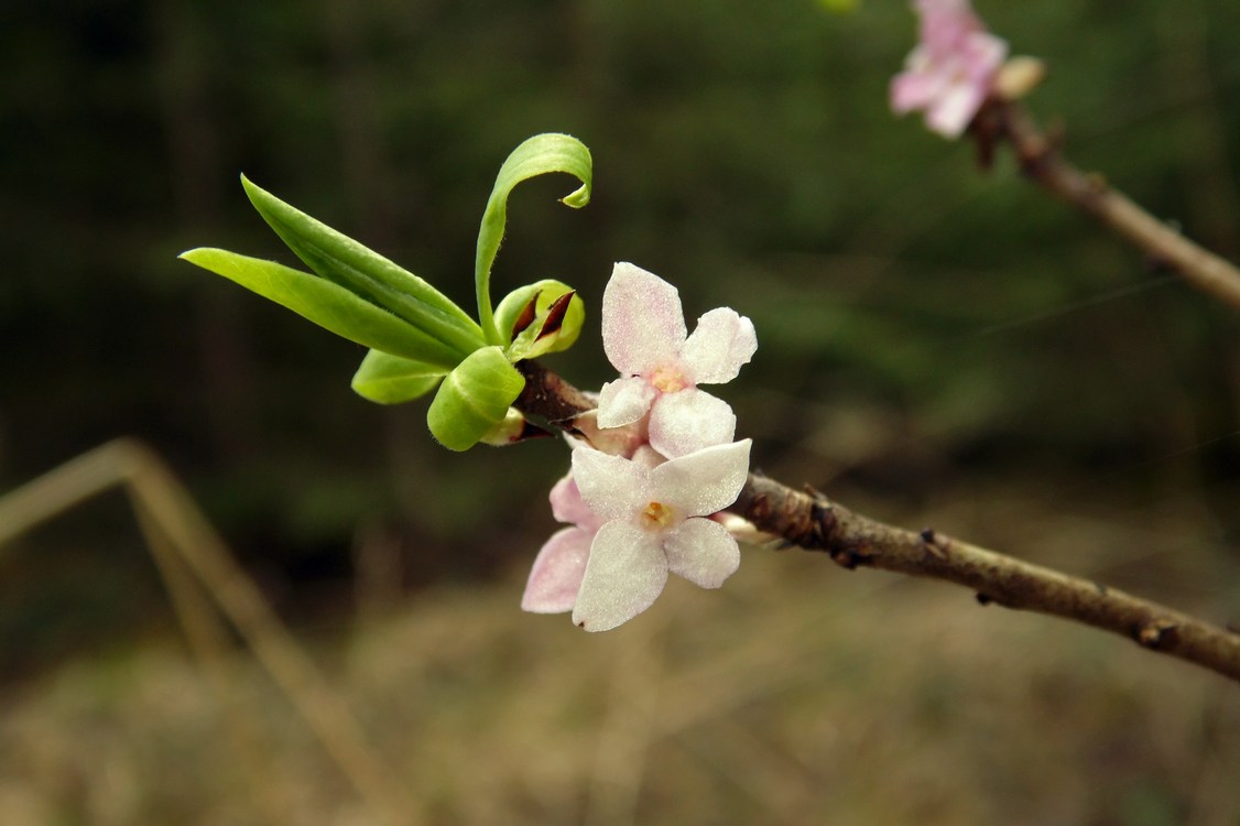 Image of Daphne mezereum specimen.