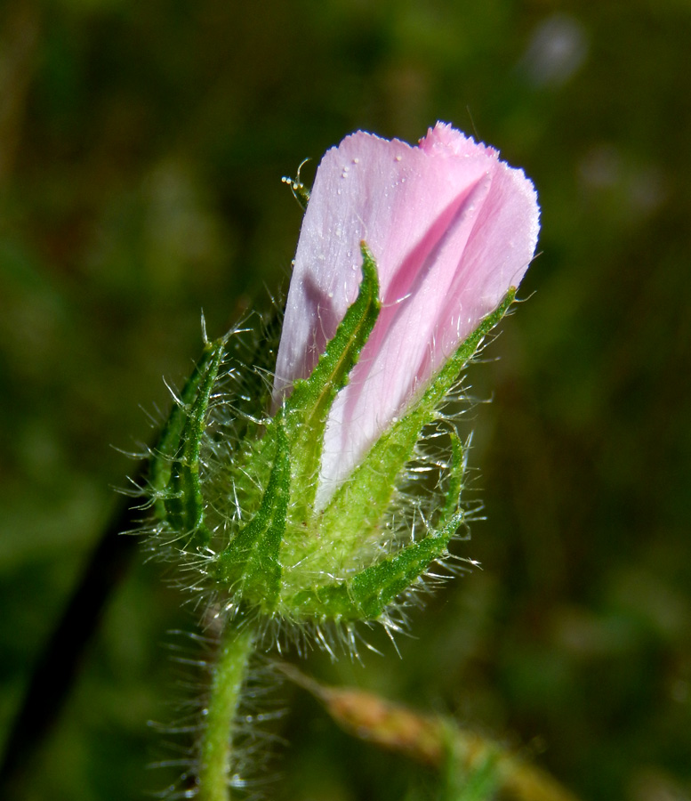 Image of Malva setigera specimen.