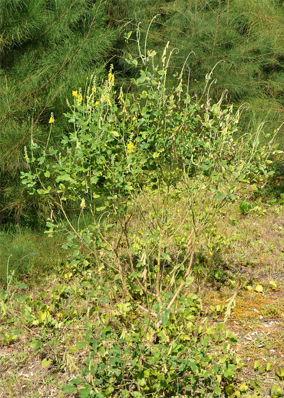 Изображение особи Crotalaria pallida.
